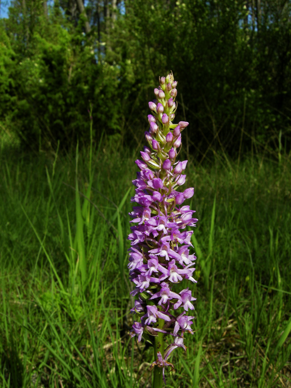 Orchidee del Chianti 2009